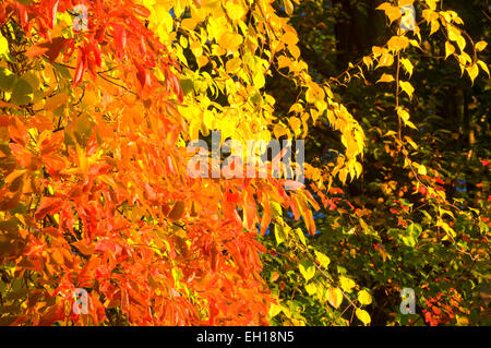 Herbst Sassafras, Stanley Park Viertel, New Britain, Connecticut Stockfoto