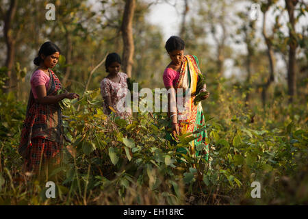 Santiniketan, Indien. 4. März 2015. Dorfbewohner sammeln Blätter aus dem Sal-Baum auf ein Dorf von Birbhum Bezirk in West Bengalen, Indien, 4. März 2015. Im Norden und Osten Indien bestehen Blätter vom Baum Sal (Botanischer Name Shorea Robusta) in Platten, die beliebt sind während der traditionellen Mahlzeiten, feste und in Tempeln. Wie Sal Bäume in Birbhum Bezirk von West Bengalen in Indien angebaut sind, verdienen Dorfbewohner ihr Brot durch den Verkauf ihrer handgefertigten Blatt-Platten. © Zheng Huansong/Xinhua/Alamy Live-Nachrichten Stockfoto