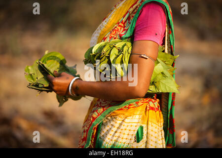 Santiniketan, Indien. 4. März 2015. Ein Dorfbewohner sammelt Blätter aus dem Sal-Baum auf ein Dorf von Birbhum Bezirk in West Bengalen, Indien, 4. März 2015. Im Norden und Osten Indien bestehen Blätter vom Baum Sal (Botanischer Name Shorea Robusta) in Platten, die beliebt sind während der traditionellen Mahlzeiten, feste und in Tempeln. Wie Sal Bäume in Birbhum Bezirk von West Bengalen in Indien angebaut sind, verdienen Dorfbewohner ihr Brot durch den Verkauf ihrer handgefertigten Blatt-Platten. © Zheng Huansong/Xinhua/Alamy Live-Nachrichten Stockfoto