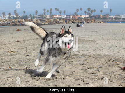 Siberian Husky Stockfoto