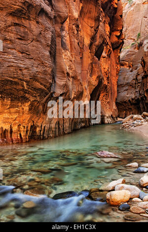 Reflektierende Licht erhellt die Sandsteinwände der The Narrows, wie dem Virgin River durch Zion National Park in Utah stürzt. Stockfoto