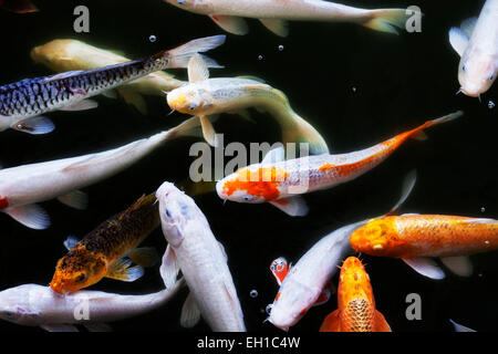 Bunte Koi im Teich auf Hawaii Insel Maui. Stockfoto