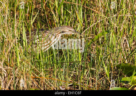 Amerikanische Rohrdommel (Botaurus Lentiginosus) Erwachsenen Fütterung im Sumpf Vegetation, Florida, USA Stockfoto