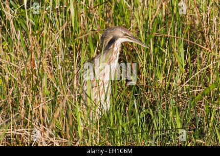 Amerikanische Rohrdommel (Botaurus Lentiginosus) Erwachsenen Fütterung im Sumpf Vegetation, Florida, USA Stockfoto