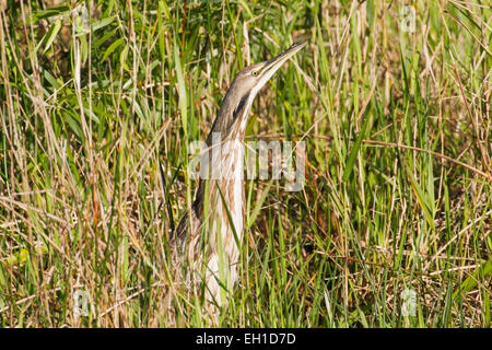 Amerikanische Rohrdommel (Botaurus Lentiginosus) Erwachsenen Fütterung im Sumpf Vegetation, Florida, USA Stockfoto