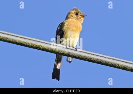 getuftete Fliegenfänger (Mitrephanes Phaeocercus) Erwachsenen thront auf Telegraph Draht, Costa Rica, Mittelamerika Stockfoto