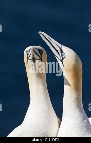 Basstölpel (Sula Bassana) paar Vögel in Balz Verhalten, Bass Rock, Schottland, Vereinigtes Königreich Stockfoto