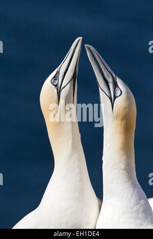 Basstölpel (Sula Bassana) paar Vögel in Balz Verhalten, Bass Rock, Schottland, Vereinigtes Königreich Stockfoto