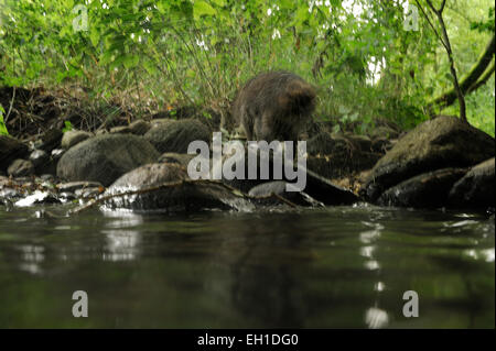 [Gefangenen] Waschbär (Procyon Lotor) | Waschbär (Procyon Lotor) Stockfoto