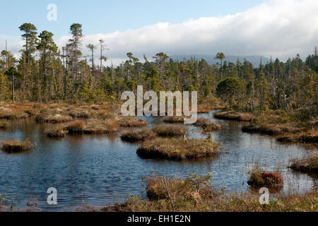 Ein Sphagnum Torfmoor Wald auf Denny Insel im großen Regenwald Britisch-Kolumbien, Kanada. Stockfoto