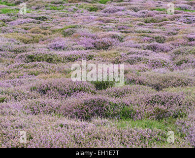 Weiß und lila blühende Heide in den Dünen von Texel. Stockfoto