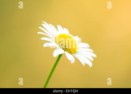 Natur-Hintergrund - Daisy auf gelbem Hintergrund Stockfoto