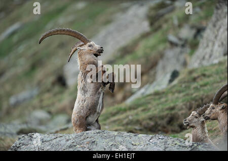 Alpensteinbock (Capra Ibex) | Alpen-Steinbock (Capra Ibex) Nationalpark Hohe Tauern, Österreich. Stockfoto