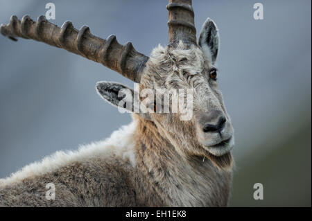 Alpensteinbock (Capra Ibex) | Alpen-Steinbock (Capra Ibex) Nationalpark Hohe Tauern, Österreich. Stockfoto