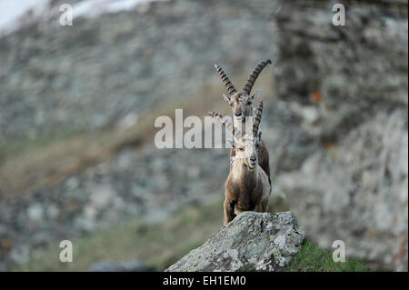 Alpensteinbock (Capra Ibex) | Alpen-Steinbock (Capra Ibex) Nationalpark Hohe Tauern, Österreich. Stockfoto