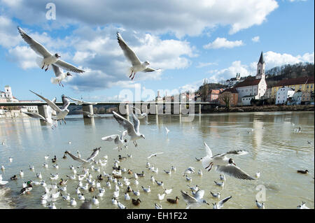 Passau, Deutschland. 3. März 2015. Möwen fliegen über den Inn in Passau, Deutschland, 3. März 2015. Foto: Armin Weigel/Dpa/Alamy Live-Nachrichten Stockfoto