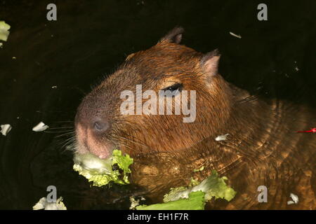 Nahaufnahme des Kopfes ein Wasserschwein (Hydrochoerus Hydrochaeris) im Wasser essen Salat Stockfoto