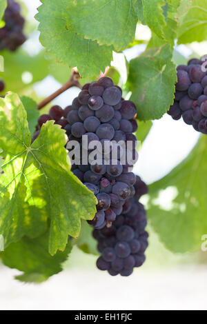 Trauben: Pinot Gris. Frankreich. Stockfoto