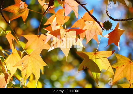 Herbst Blätter am Baum Stockfoto