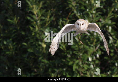 Eurasische Schleiereule (Tyto Alba) im Flug gefangen Vogel während einer Vogel-Show (Bänder sichtbar) Stockfoto