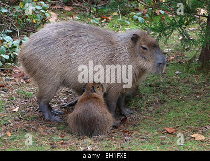 Wasserschwein (Hydrochoerus Hydrochaeris) mit ihrem jungen Stockfoto