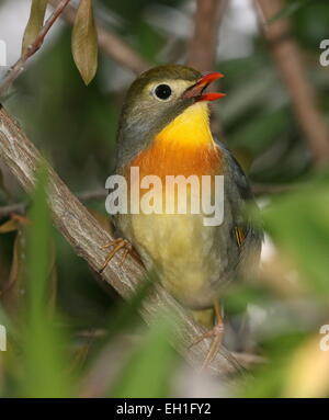 Asiatische rot-billed Leiothrix oder Pekin Nachtigall (Leiothrix Lutea). A.k.a. Pekin (Hügel) Robin oder japanischen Nachtigall. Stockfoto