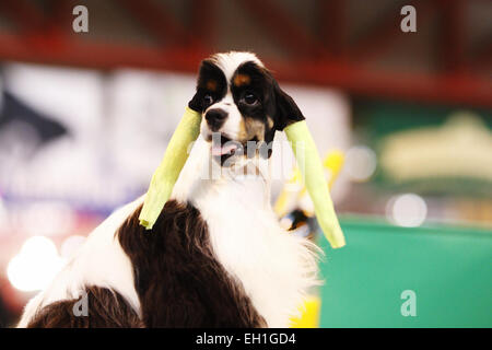 Birmingham, Vereinigtes Königreich. 5. März 2015. Ein American Cocker Spaniel trägt schützende Bandagen auf seine Ohren, wie es für die Ansicht auf der Crufts 2015 vorbereitet wird die heute begonnen. Bildnachweis: Jon Freeman/Alamy Live-Nachrichten Stockfoto