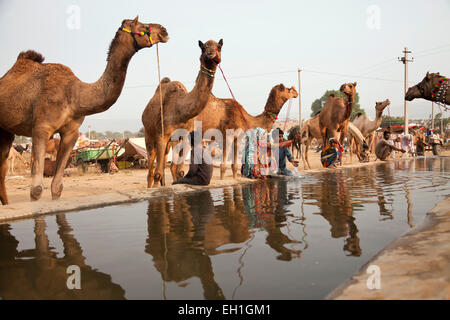 Kamele an einem Bewässerung Punkt am Kamel und Vieh Messe Pushkar Fair oder Pushkar Mela, Pushkar, Rajasthan, Indien, Asien Stockfoto