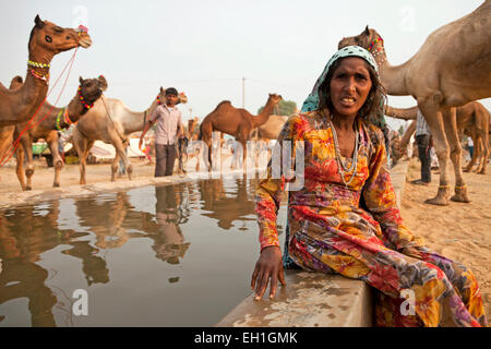 Indische Frau und Kamele in eine Bewässerung richten auf Kamel und Vieh fair Pushkar Fair oder Pushkar Mela, Pushkar, Rajasthan, In Stockfoto