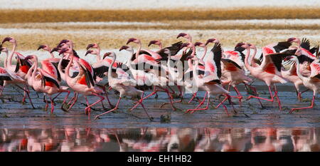Große Gruppe flamingos auf dem See. Kenia Afrika. Nakuru National Park Lake Bogoria National Reserve. Stockfoto