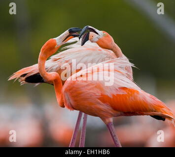 Karibik Kuba Flamingo. Stockfoto
