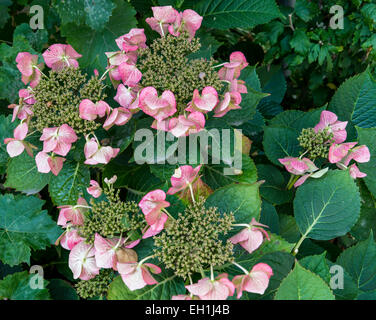 Blüten und Blätter des Hudrangea. Stockfoto