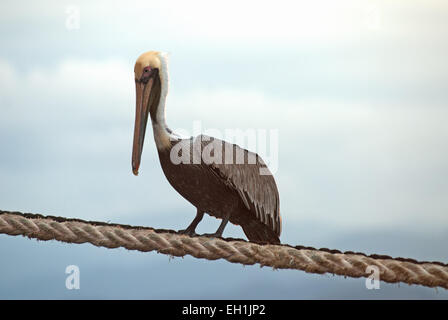 Braune Pelikan stehend auf einem Schiff festmachen Hauser. Brauner Pelikan, Pelecanus Occidentalis, stehend auf einem Seil festmachen. Stockfoto