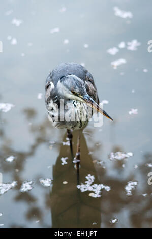 Frühling in den Gärten des Heian-Schreins (Heian Jingu), Kyoto. Ein grauer Reiher (Ardea cinerea) weht in Wasser, das mit gefallener Kirschblüte bedeckt ist Stockfoto