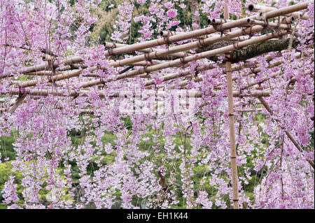 Kirschblüte im Frühling in den Gärten des Heian-Schreins (Heian Jingu), einem Shinto-Tempel in Kyoto, Japan Stockfoto