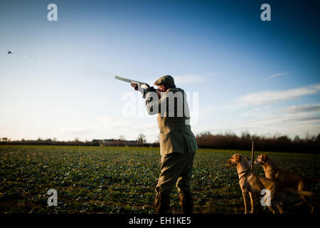 Foto von einem männlichen Gewehr schießen auf einen fliegenden Fasan, während seine beiden Jagdhunde brav auf ihren Platz auf einem Spiel schießen im Vereinigten Königreich warten Stockfoto