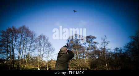 Landschaftsfoto von einem männlichen Gewehr schießen auf einen fliegenden Fasan auf einem Spiel schießen in England, UK Stockfoto