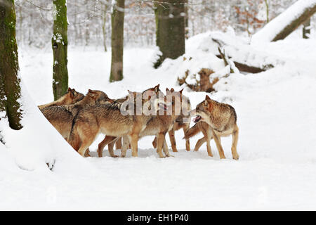 Wölfe (Canis Lupus) im Schnee, Wolfsrudel, Wildpark Neuhaus, Neuhaus Im Solling, Niedersachsen, Deutschland Stockfoto