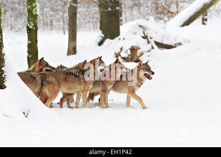 Wölfe (Canis Lupus) im Schnee, Wolfsrudel, Wildpark Neuhaus, Neuhaus Im Solling, Niedersachsen, Deutschland Stockfoto