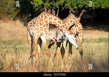 Rhodesische Giraffen (Giraffa Plancius Thornicrofti), Stiere Playfighting, South Luangwa Nationalpark, Sambia Stockfoto
