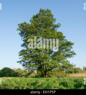 Schwarz-Erle oder Schwarzerle (Alnus Glutinosa), Naturschutzgebiet Drömling, Niedersachsen, Deutschland Stockfoto