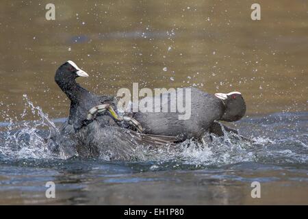 Eurasische Blässhühner (Fulica Atra), kämpfen im Wasser, Hessen, Deutschland Stockfoto