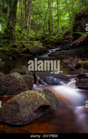 Sommer in Padley Schlucht in der Nähe von Grindleford im Peak DIstrict in Derbyshire, grünen oberhalb des Baches. Stockfoto