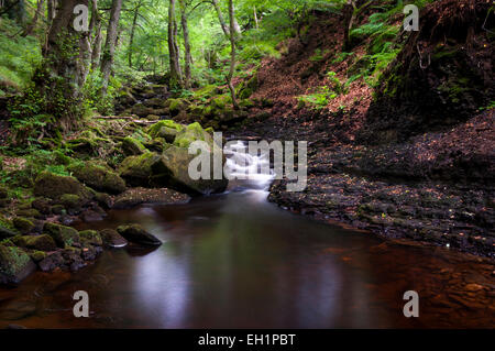 Sommer in Padley Schlucht in der Nähe von Grindleford im Peak DIstrict, Derbyshire, grünes Moos auf den Felsen. Stockfoto