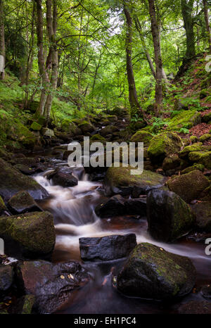 Sommer in Padley Schlucht in der Nähe von Grindleford im Peak DIstrict, Derbyshire, grünes Moos auf den Felsen. Stockfoto