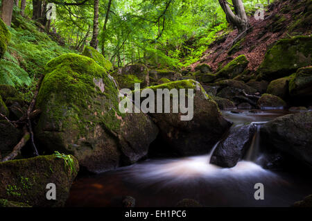 Sommer in Padley Schlucht in der Nähe von Grindleford im Peak DIstrict, Derbyshire, grünes Moos auf den Felsen. Stockfoto