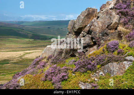 Heather wächst zwischen den Gritstone Felsen oberhalb Mühlstein im Peak District an einem sonnigen Sommertag. Stockfoto