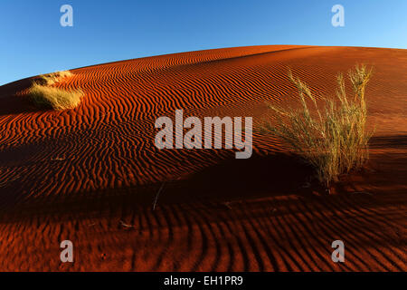 Sanddüne mit Büschel Gras, Abendlicht, Namib-Wüste, Namibia Stockfoto