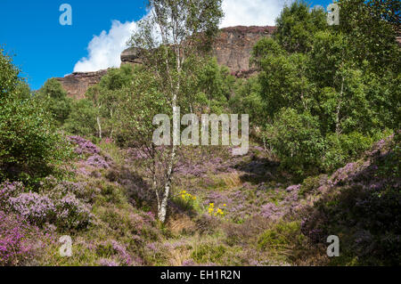 Heidekraut blühen unter Mühlstein Rand im Peak DIstrict, Derbyshire an einem sonnigen Sommertag. Stockfoto