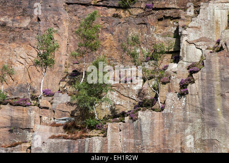 Birken wachsen in die Felswand am Mühlstein Rand in der Nähe von Hathersage im Peak District, Derbyshire. Stockfoto